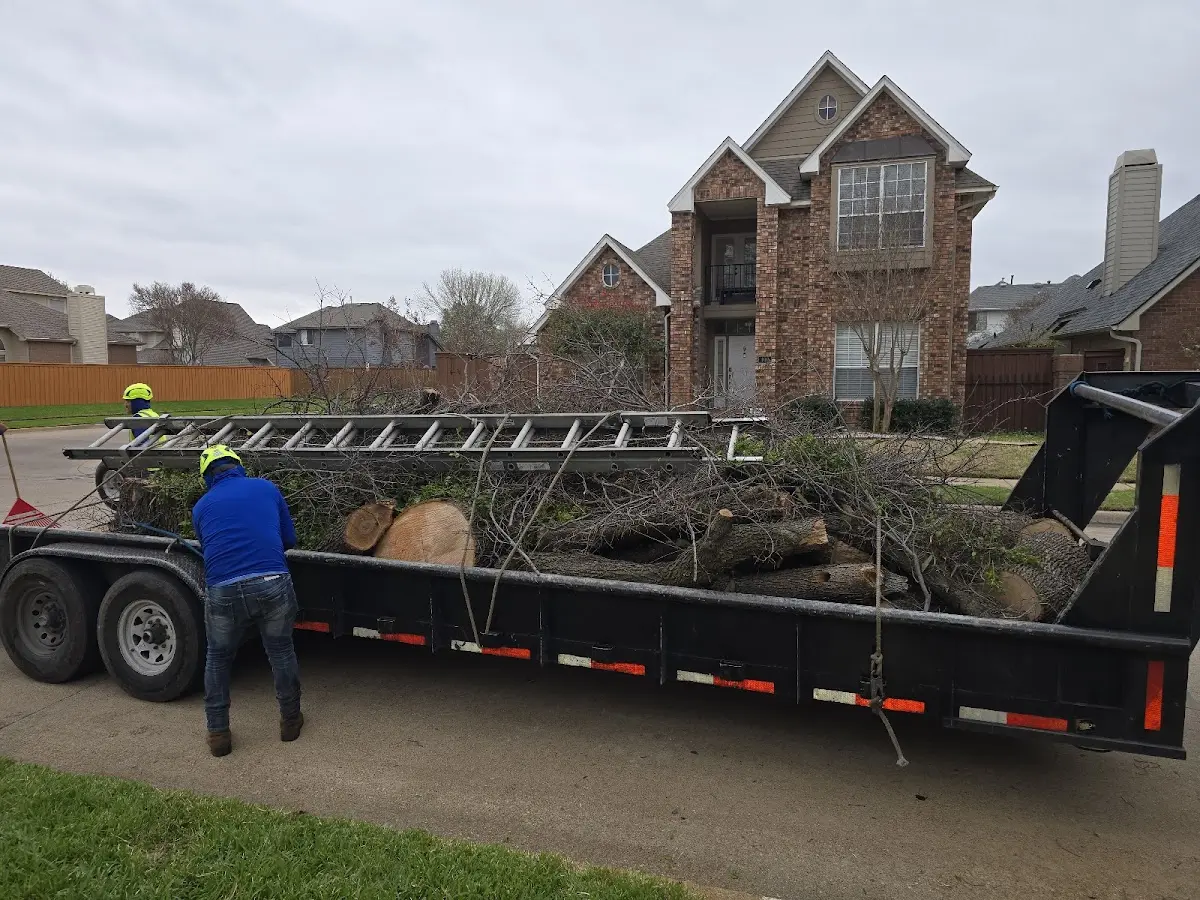 Expert Tree Fertilization with proper safety equipment in Dublin